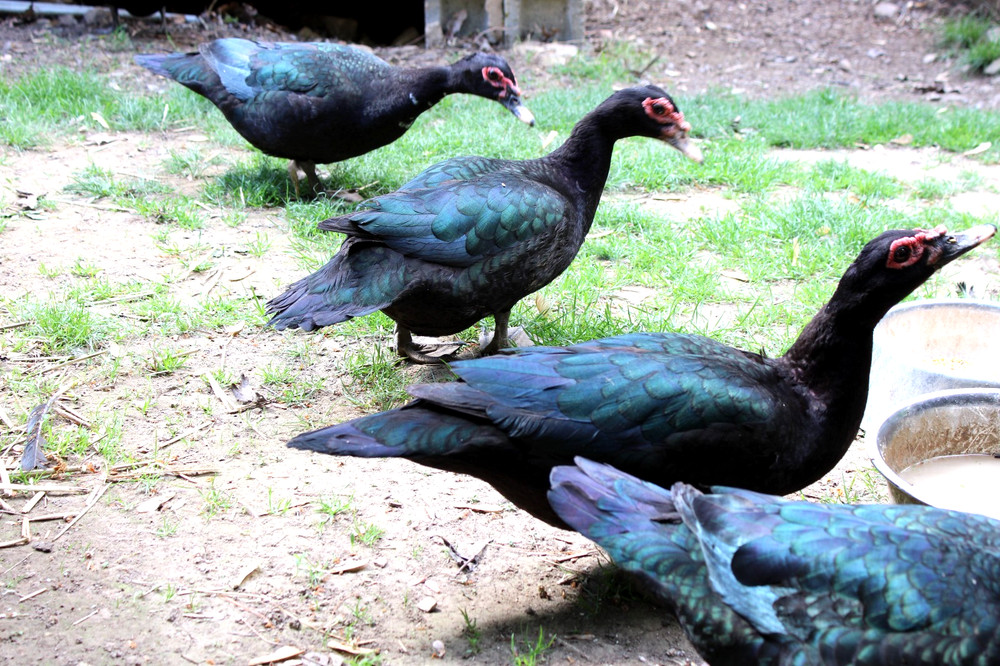 Exhibition Quality Muscovy Hatching Eggs 96% solid BLACK ducks only 12 eggs