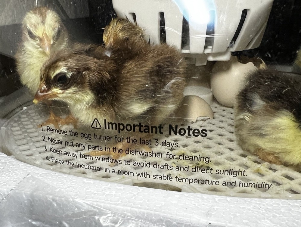 6+ Serama Teacup Chicken Hatching Eggs