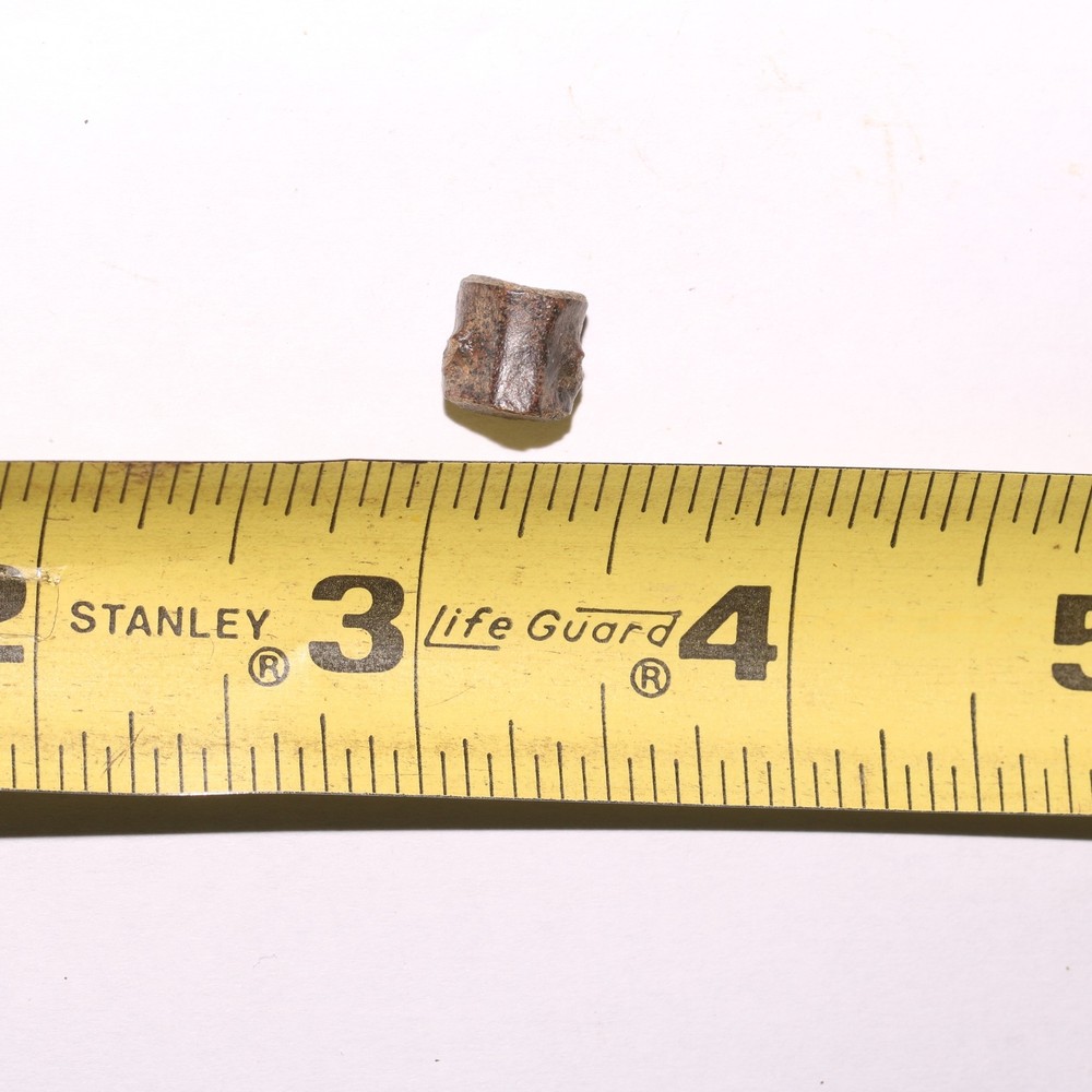 Tiny Champsosaurus Vertebra Dinosaur Age from Hell Creek Formation Cretaceous
