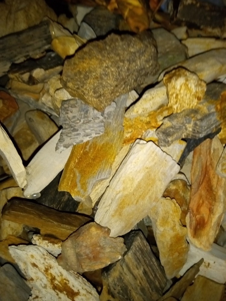 petrified wood pieces!