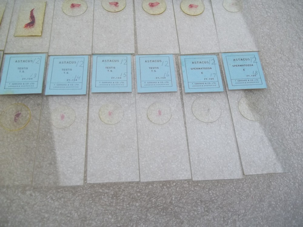 Vintage Glass Microscope Slides -