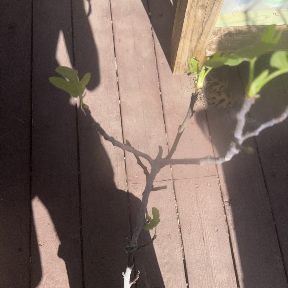 Olympian fig tree mature