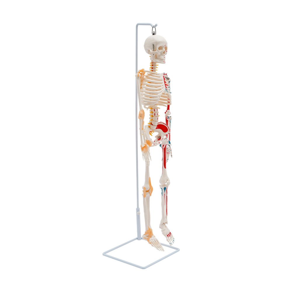 NEW 34" Modern Hanging Style Human Skeleton Model Includes Joint Ligaments White