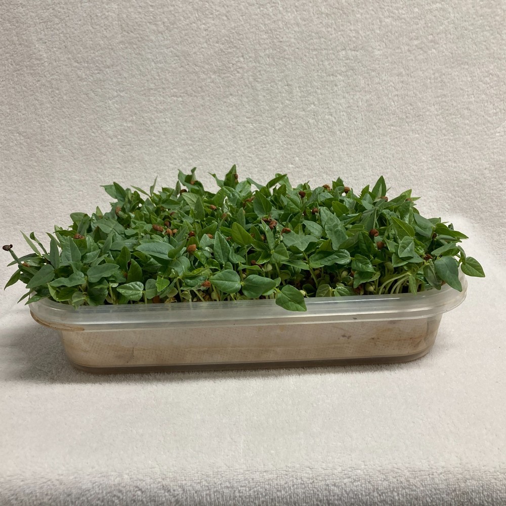 Microgreens Sprouter Tray Hydroponic Seed Sprouting Garden Planter 2pack