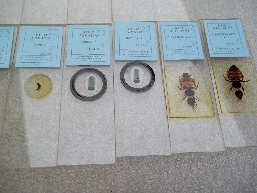 Vintage Glass Microscope Slides -