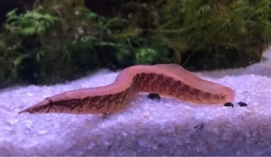 Zig-Zag Eel