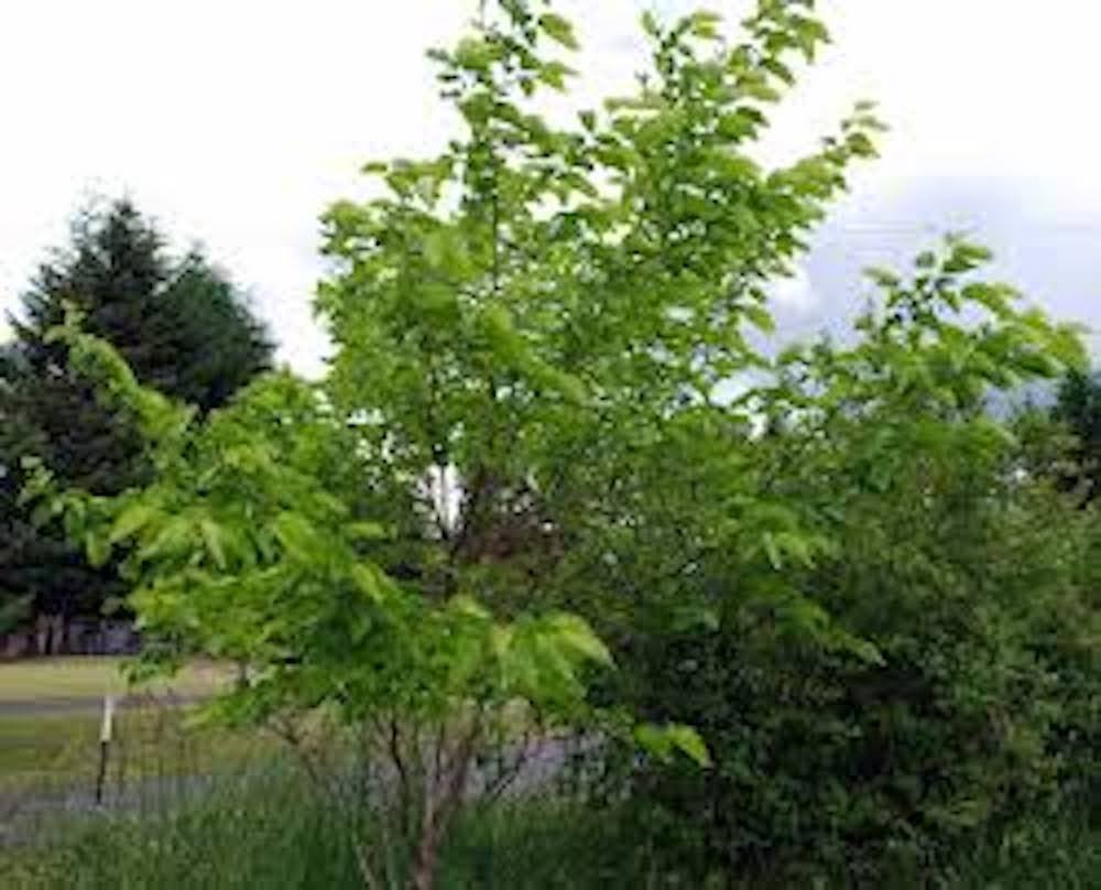 1 Illinois Everbearing Mulberry Tree Starter Plant Fruit Tree