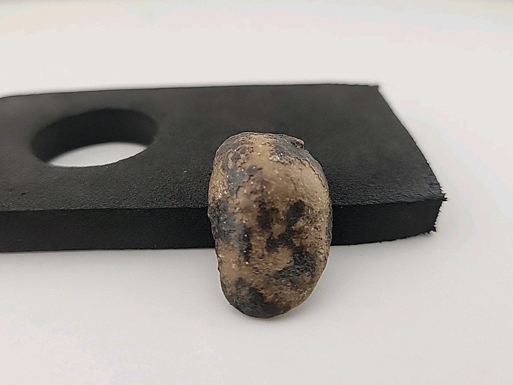 Fossil Dinosaur Tooth Unknown Species