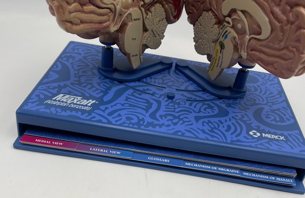 Maxalt Brain Anatomical Model Migraine Pathology Education Teaching Model