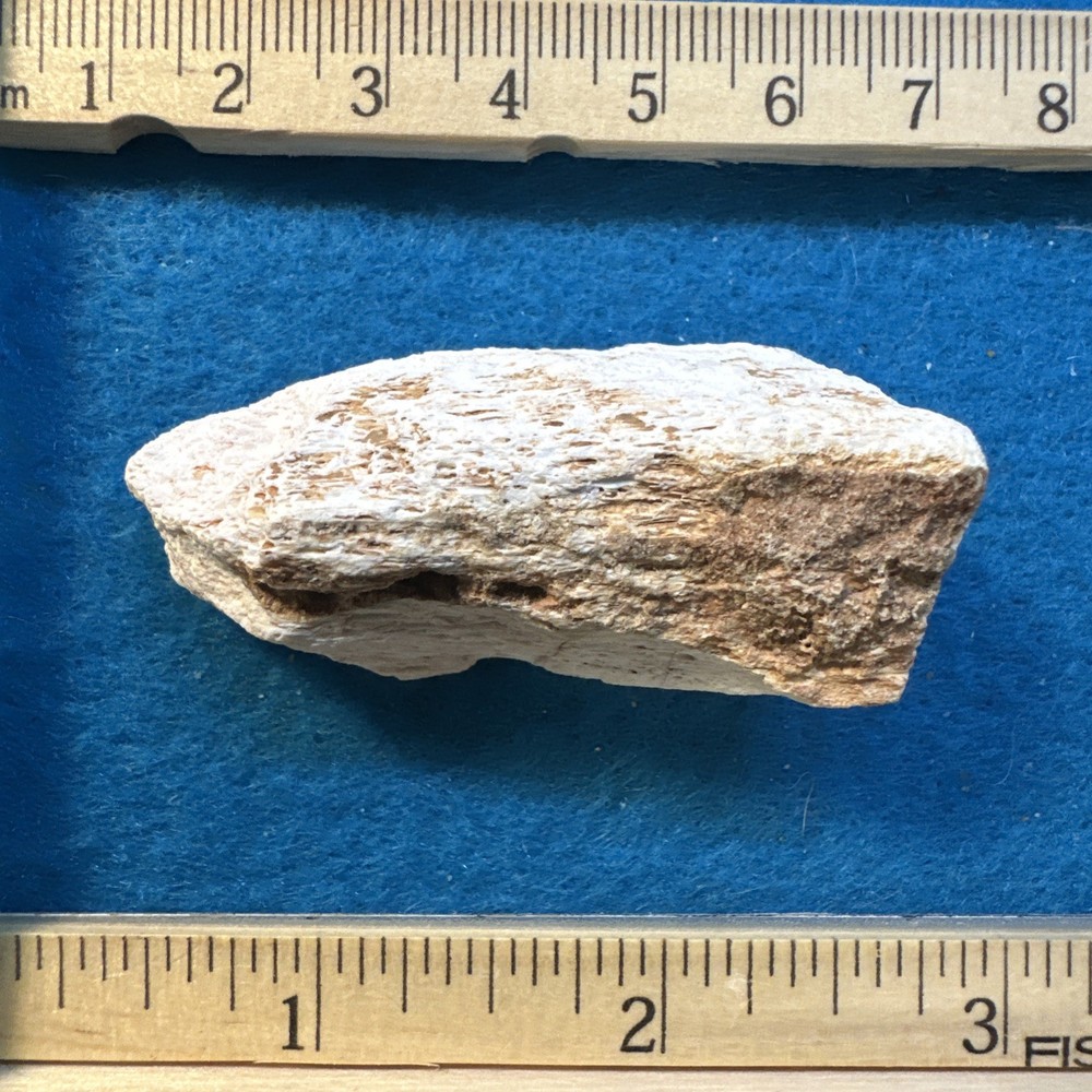 Spinosaurus Extinct Dinosaur Bone Fossil in Display Case