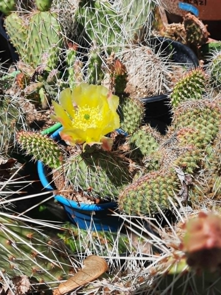 Opuntia Polyacantha- Cretaceous Period