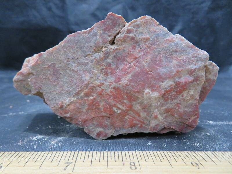 Petrified Wood 1 lbs & 6 ozs