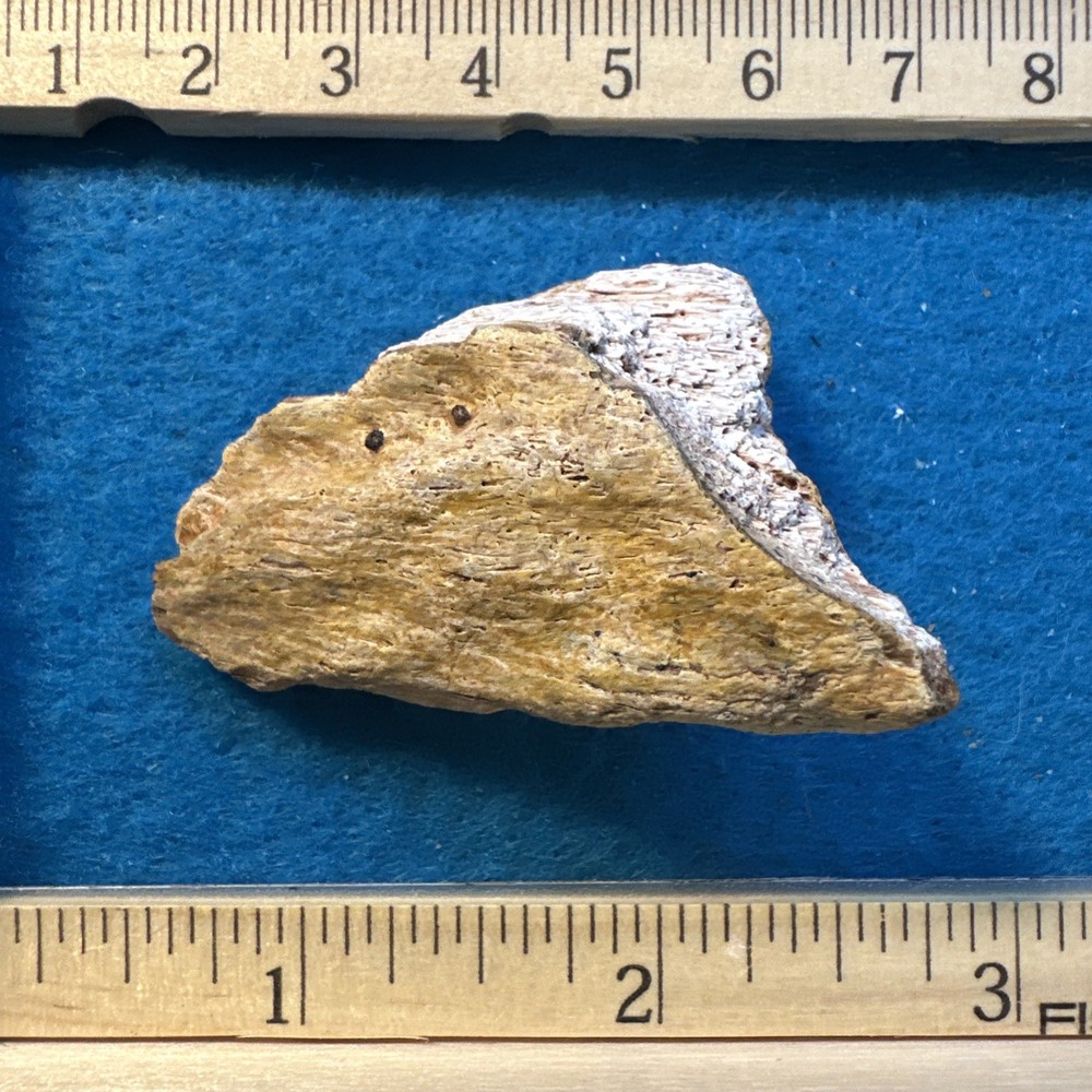 Spinosaurus Extinct Dinosaur Bone Fossil in Display Case