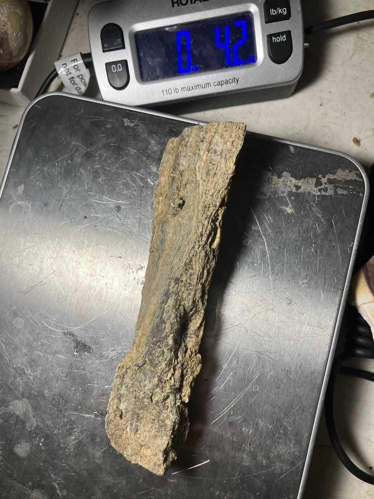 Petrified Wood (NM), Fluorescent Under UV Light