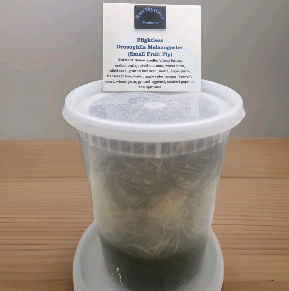 Easy Dispense Flightless Fruit Fly (Melanogaster/Small Fly)