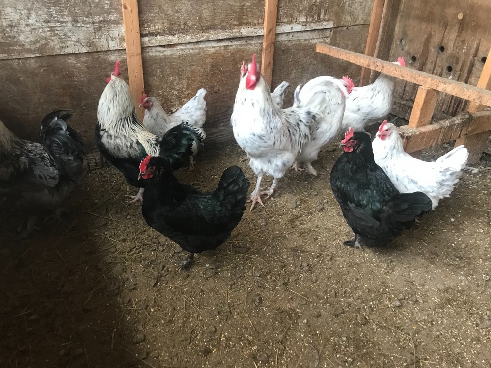 10++ Black Silver, Blue Silver, Splash - BBS Marans Hatching Eggs