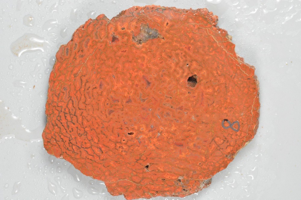Orange Agatized Dinosaur Bone, New Mexico, 70 grams