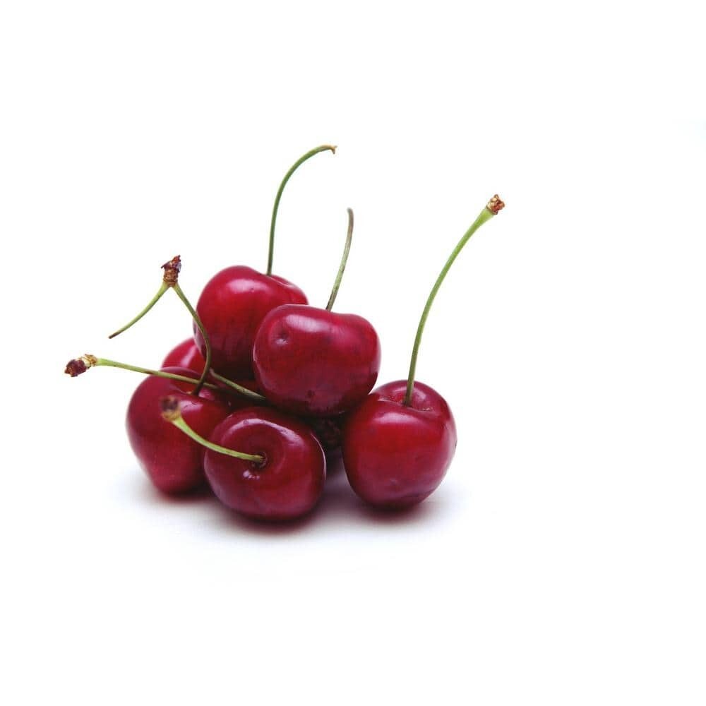 3 ft. Lapins Cherry Semi-Dwarf Tree – Self-Pollinating, High Yield