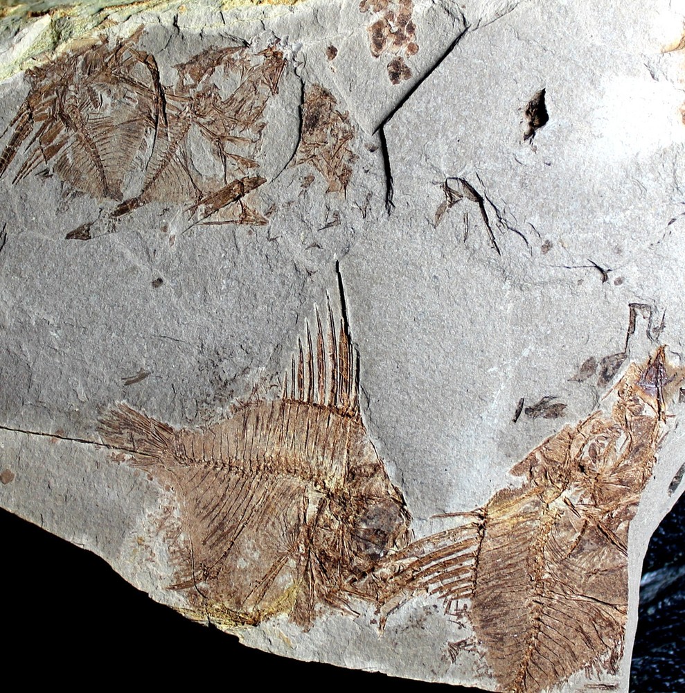 Capros radobojanus - Museum class specimen. Beautiful plate with fish