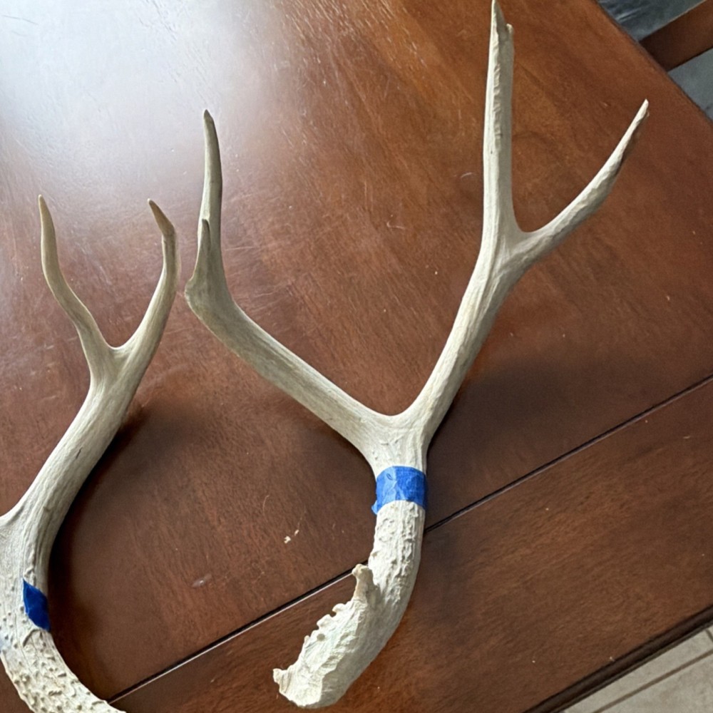 Deer Antler Pair Taxidermy