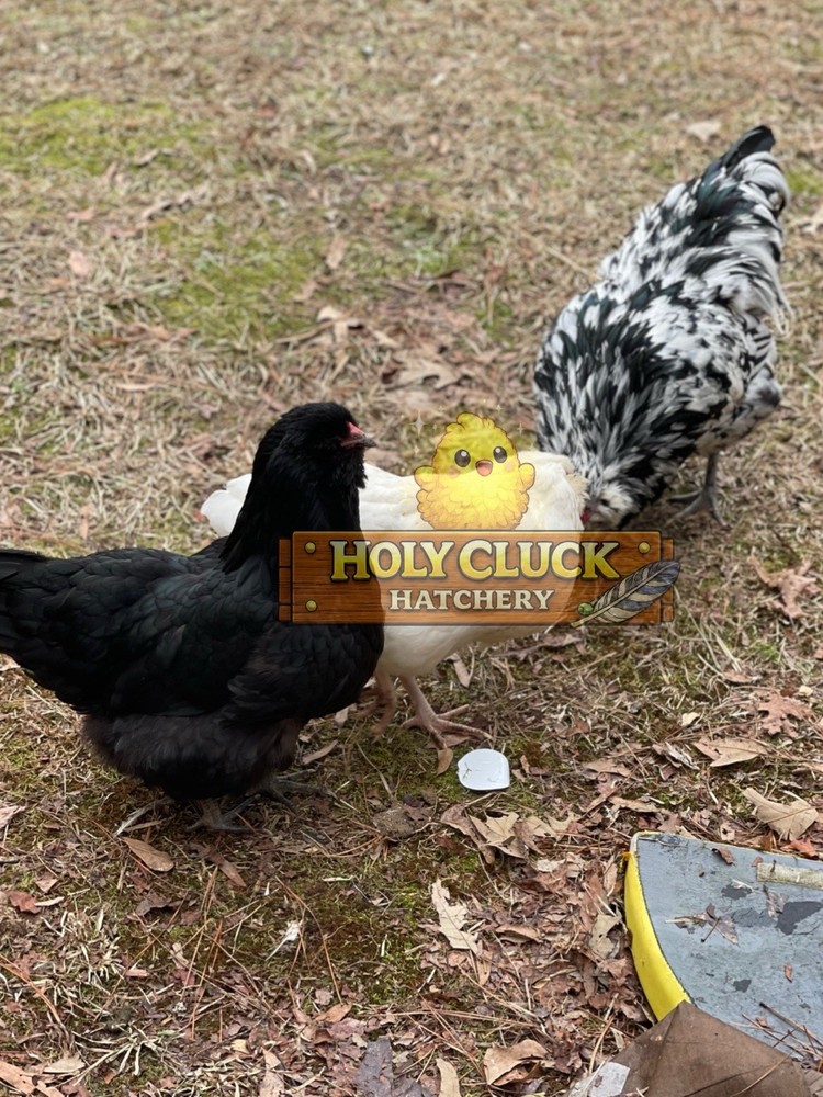 12+ Ermine Ameraucana Hatching Eggs