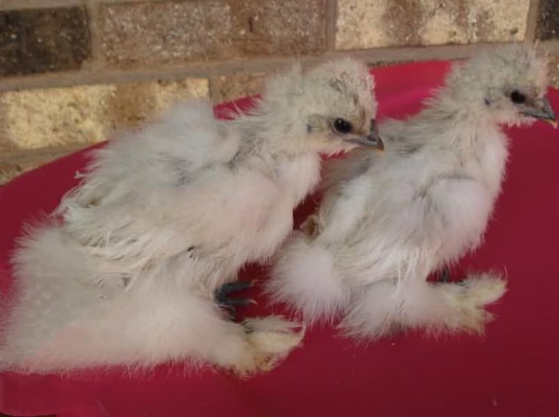 18 Silkie Hatching Eggs