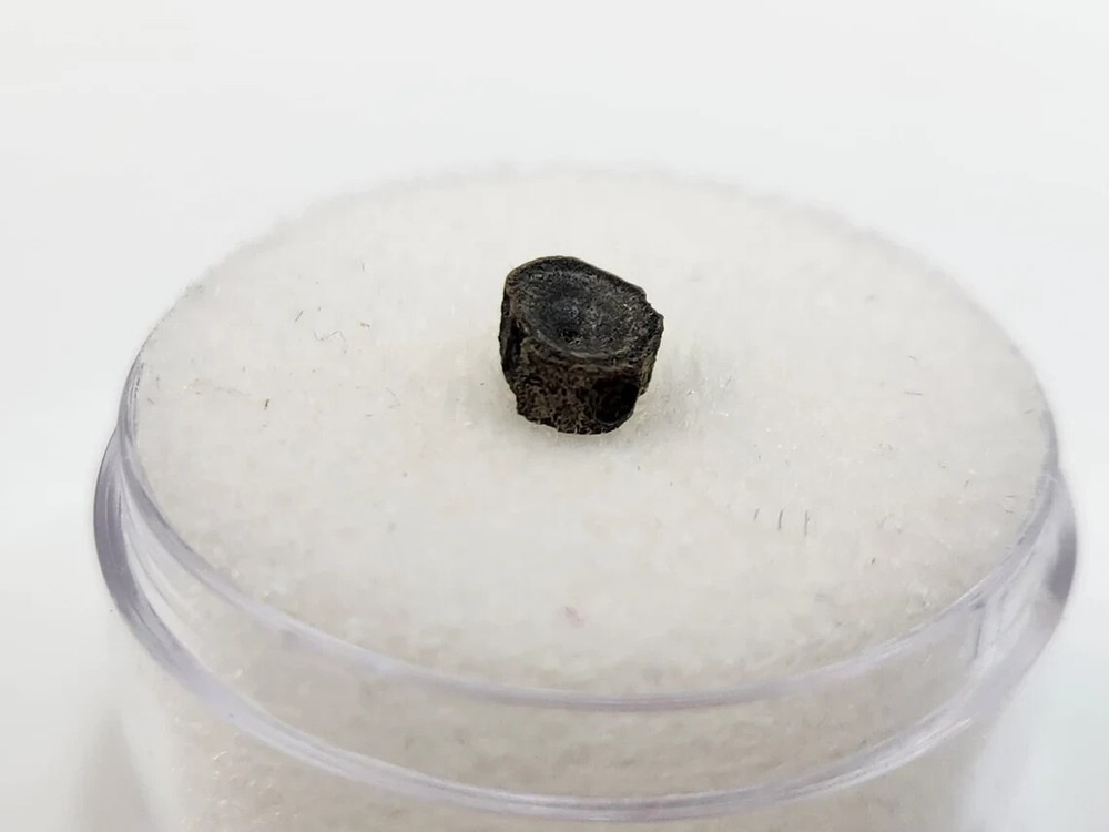 Amia (Bowfin) Vertebra Microfossil - Judith River Fm. - Hill Co., MT
