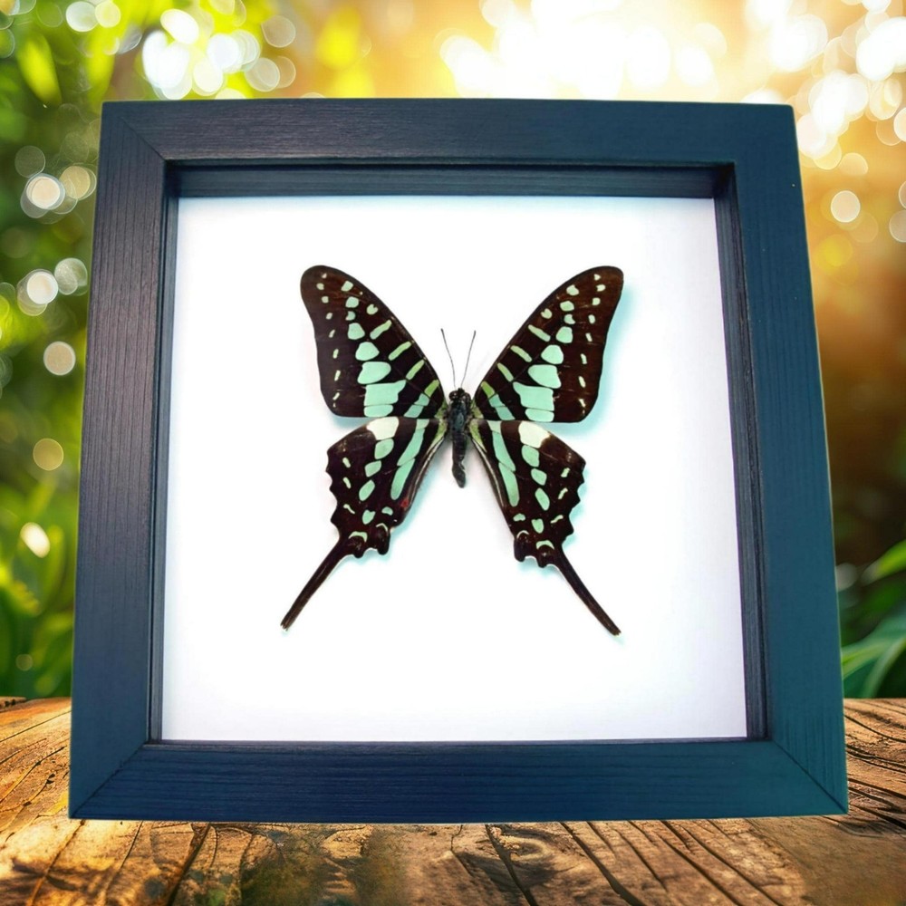 Green African Swallowtail Butterfly Graphium polycenes Framed  Display