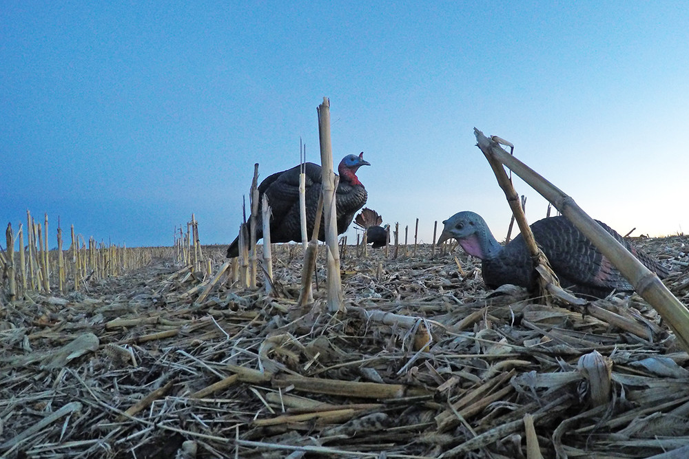 Dave Smith Decoy Turkey Flock Decoy