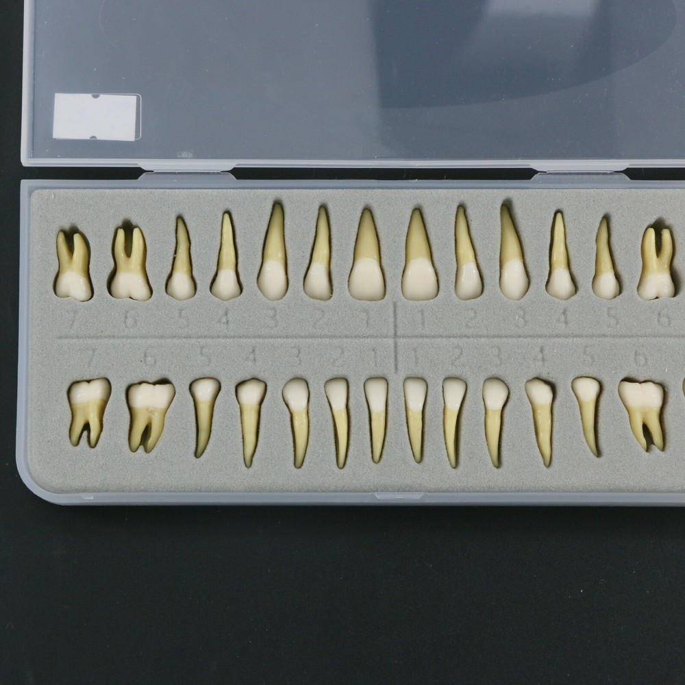 Dental 1:1 Permanent Teeth Demonstration Teach Study Model with 28Pcs Tooth