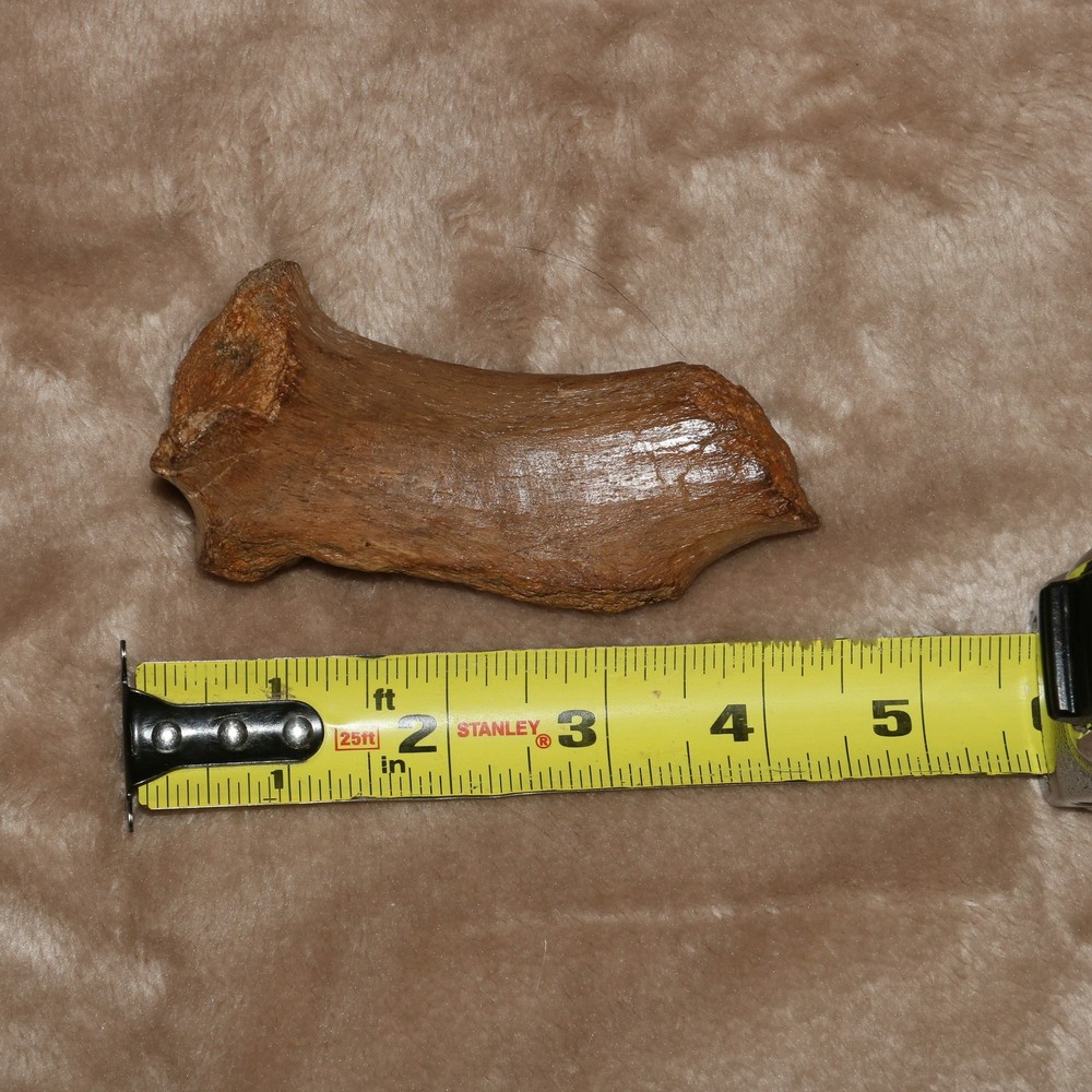 Vertebra Process - Authentic Dinosaur Fossil - Hell Creek Formation Cretaceous