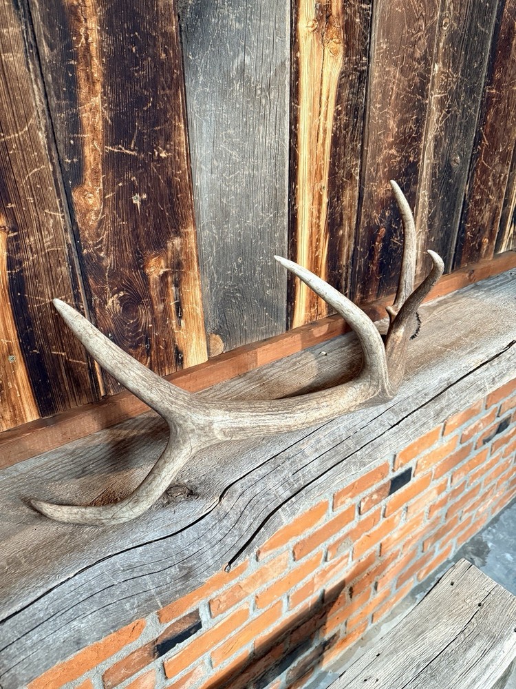 Small 5pt Elk Shed ~ Elk Antler ~ Decor