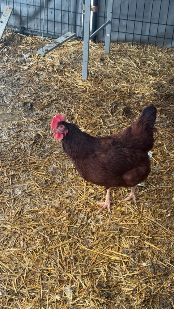 Rhode Island Red Hatching Eggs 6+