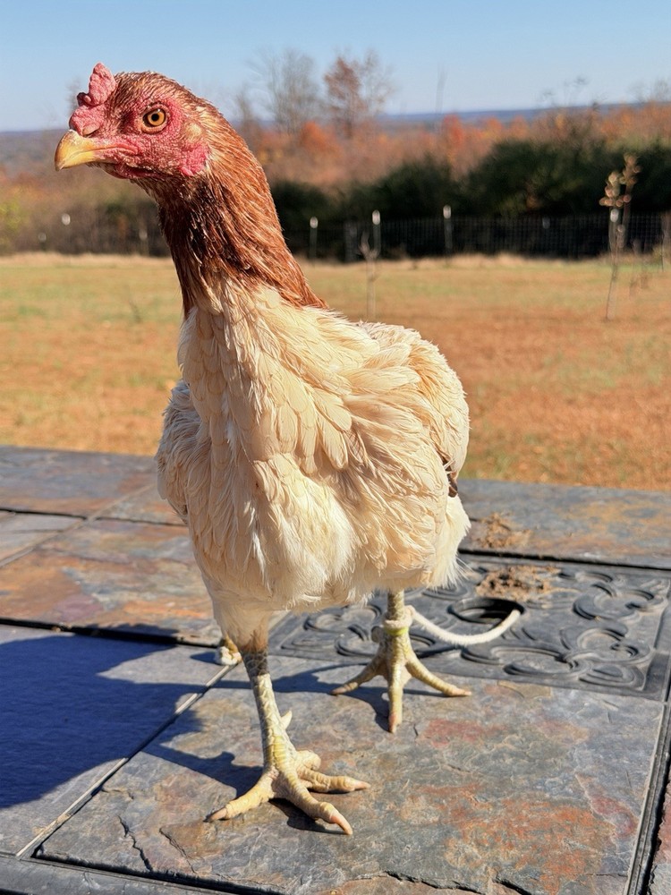 1Asil/Aseel Ganoi Chicken Hatching eggs