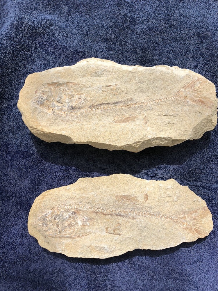 Fossil Fish Two Pieces 10.5" HEAVY