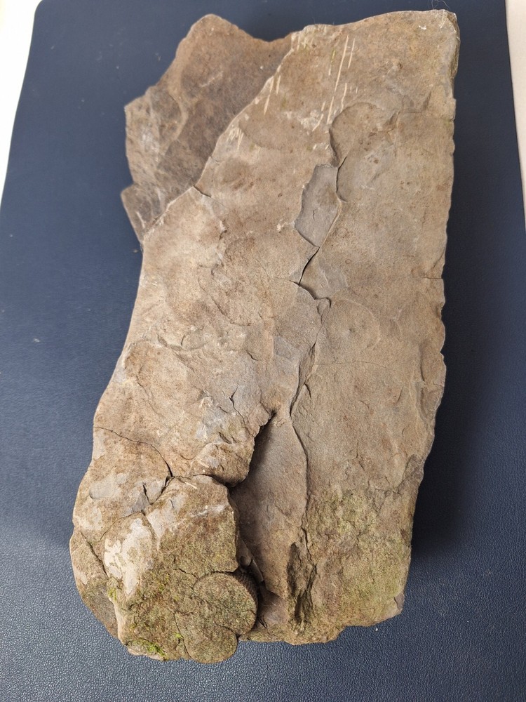 Calamite Stem Lepidodendron Paliozoic Devonian Carboniferous Virginia