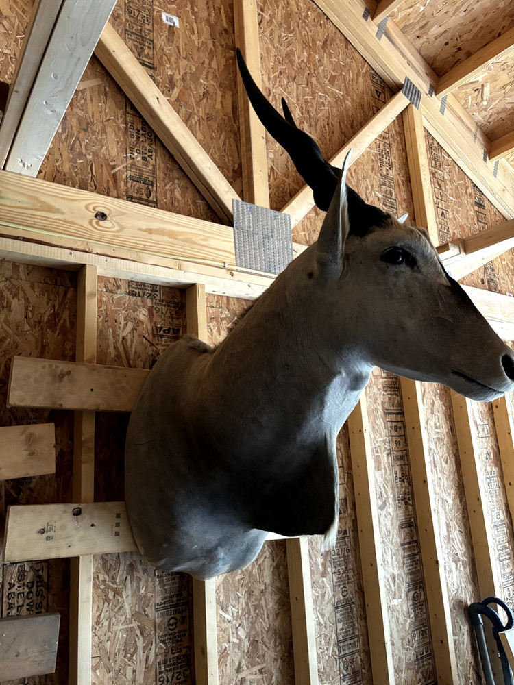 South African Eland, Beautiful Condition