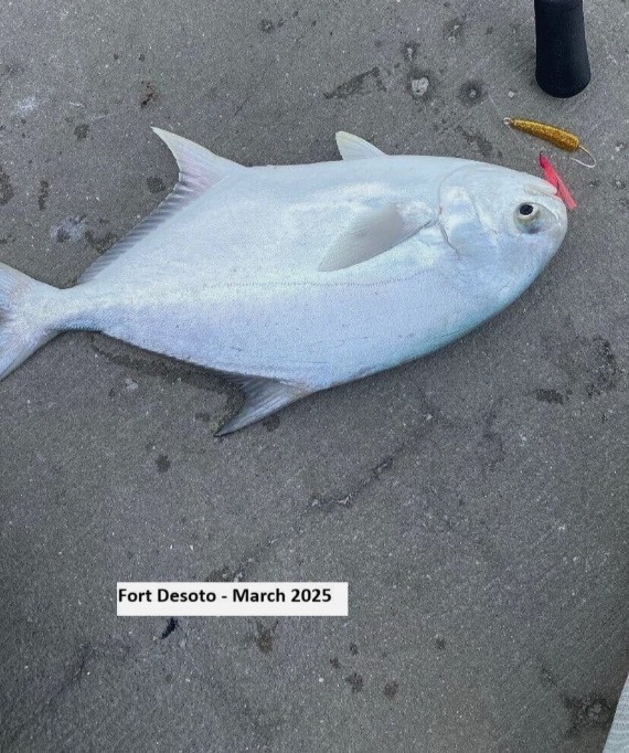 21 Mixed Color Pompano Jig Teasers