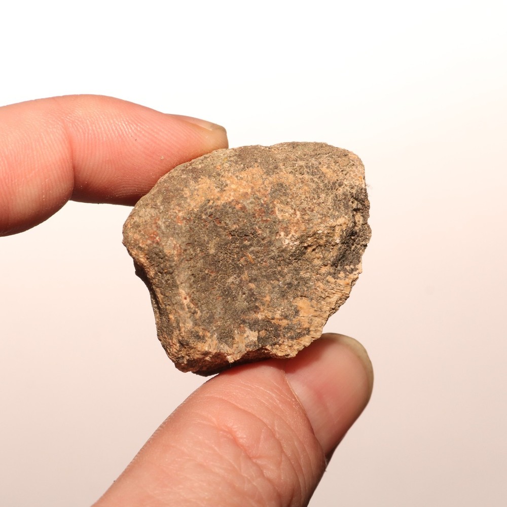Dinosaur Vertebrae Process Predation Gnaw Bite - Hell Creek Formation Cretaceous
