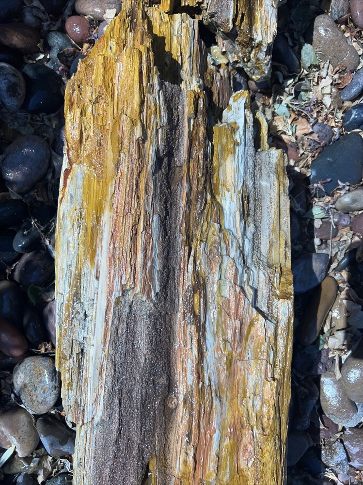 PETRIFIED LOG Large Piece.