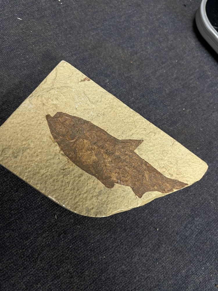 4” Fossil Fish Unknown
