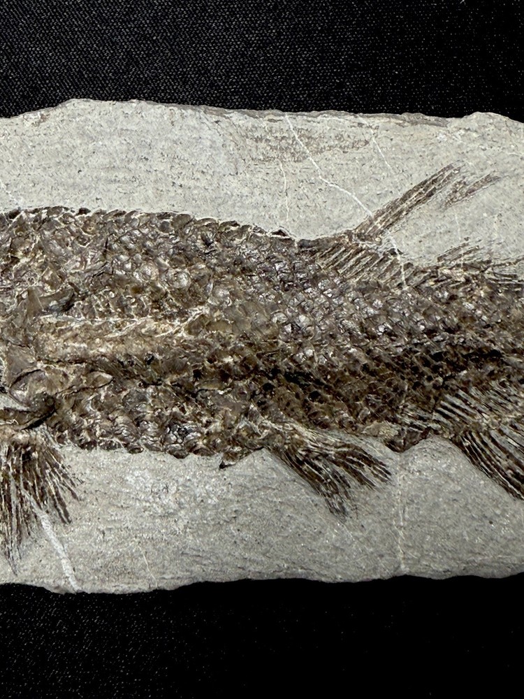 fossil fish ，perleidus, Jurong China