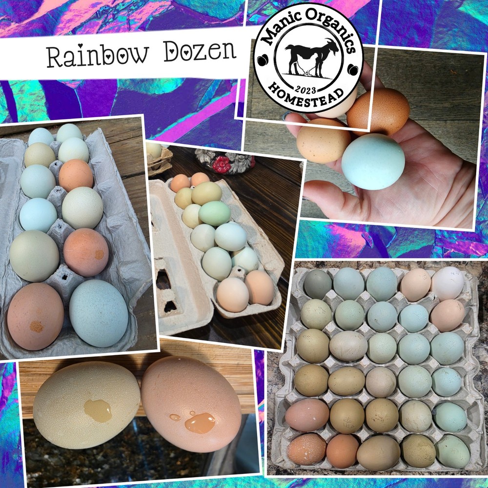 Easter Egger/ Rainbow Hatching Eggs - 12 Eggs