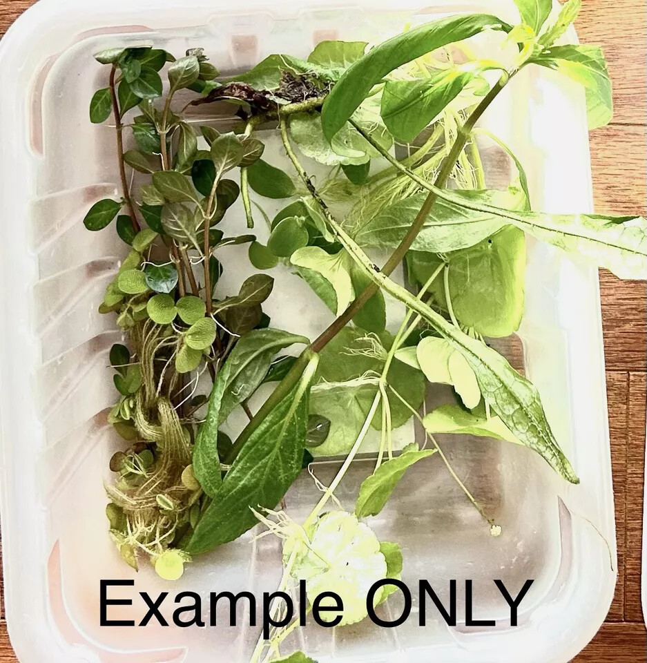 Premium Assorted Beginner Live Aquarium Plants Pack Floaters Red Green