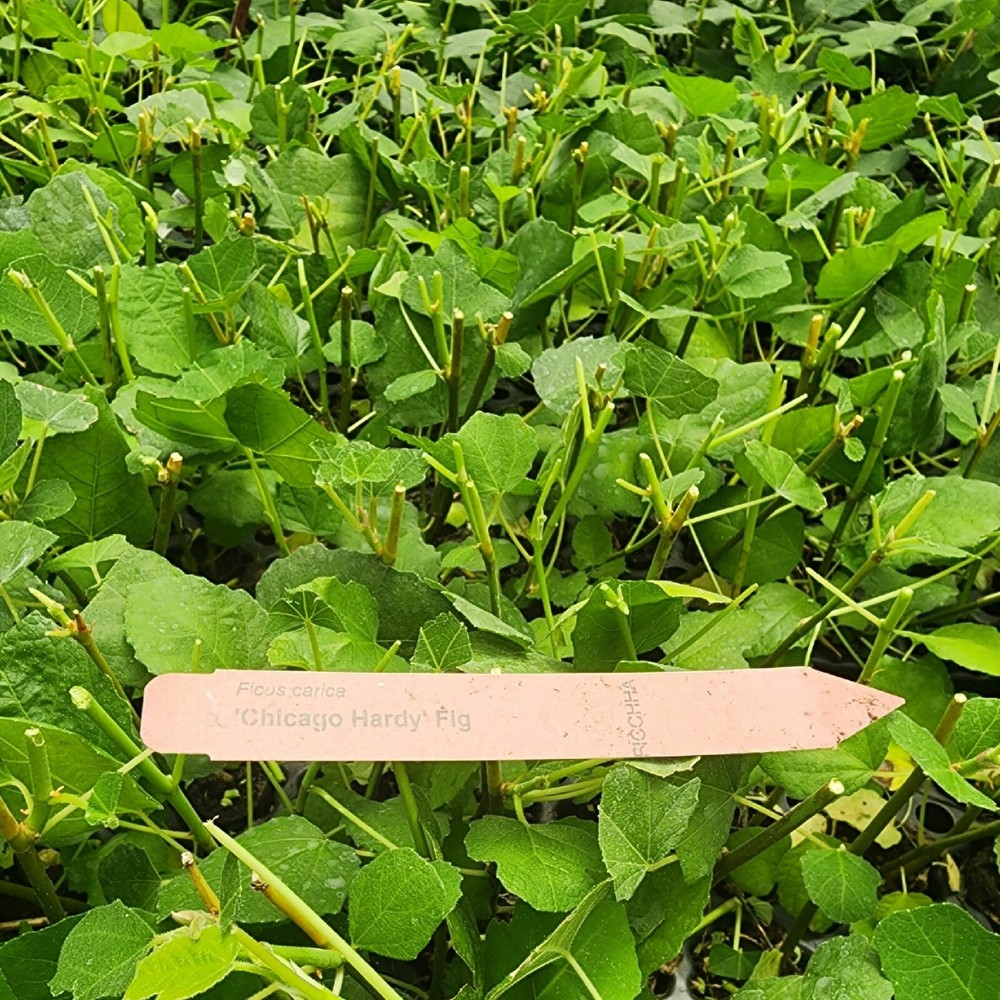 Fig Tree. Set of 4 starter plants.