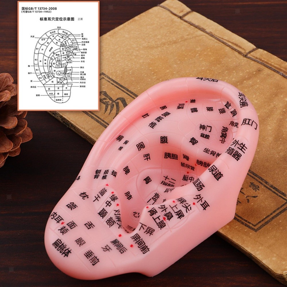 Ear Model Teaching Aid for Massaging Acupoint Practice Learning