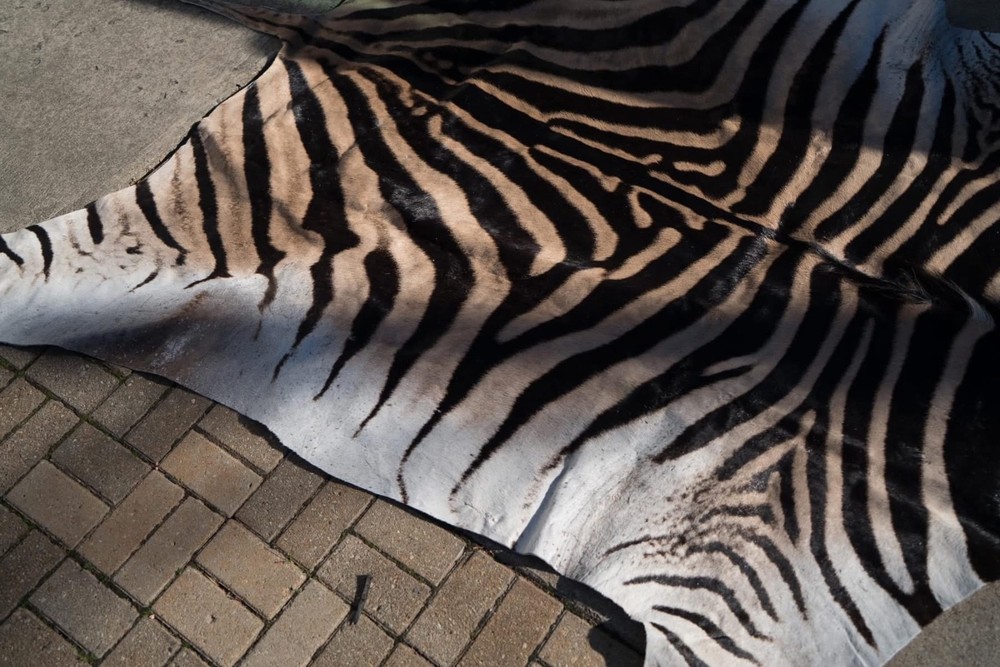 African Zebra Taxidermy Hyde