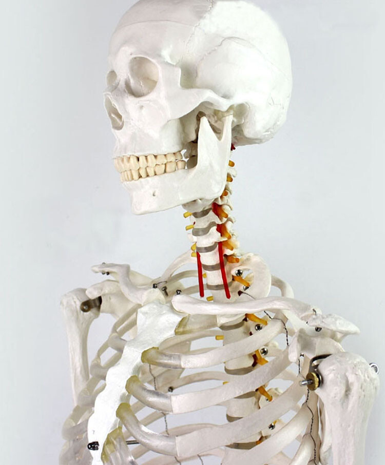 Education Model Anatomical Human Skeleton Nurse Training Display Teach Lab Study