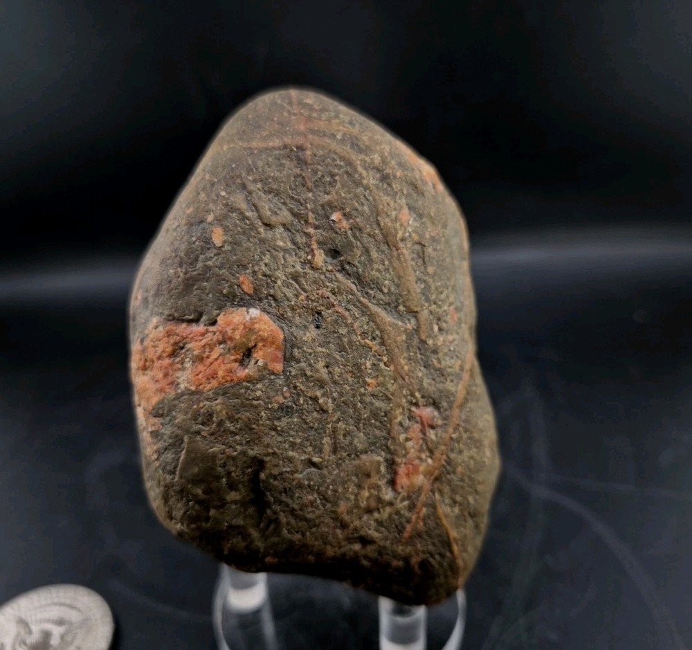 Real Permineralized Dinosaur Half Egg Embro
