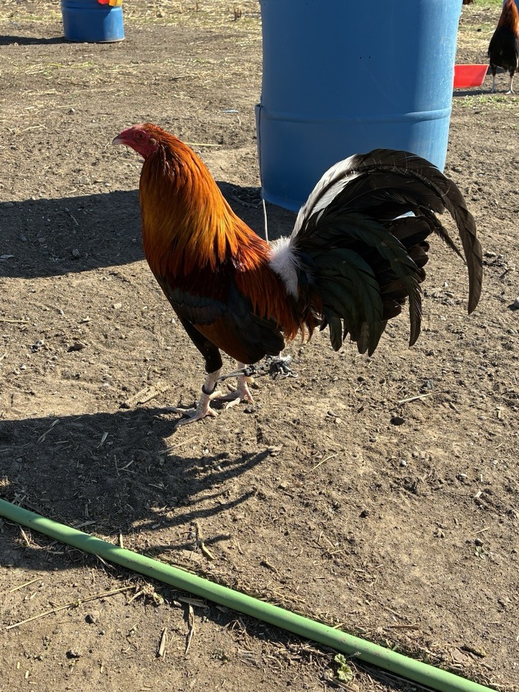 6+ Chicken Hatching Eggs